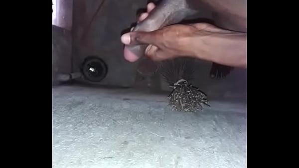 Penis Remaja India